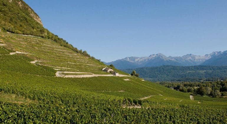 Les vignes sur les éboulis en Savoie
