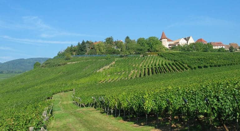 vins d'Alsace Edmond Rentz