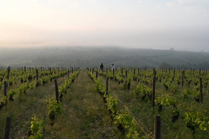 Deux personnes se promènent dans un vignoble d'Aix-en-Provence, où des rangées de vignes prospèrent sous un ciel brumeux, les douces collines de Létholonet offrant une toile de fond sereine.