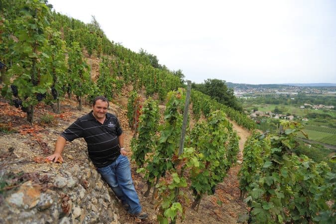 yves cuilleron dans ses vignes de cote rotie