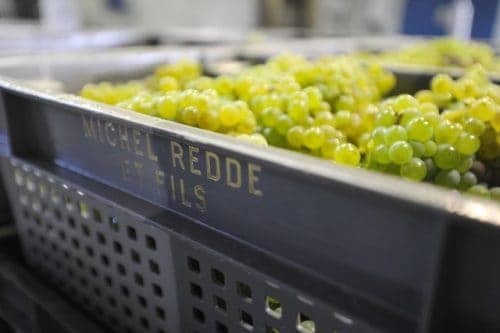 vendanges redde