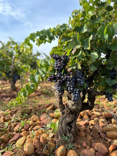 vigne galets roulés